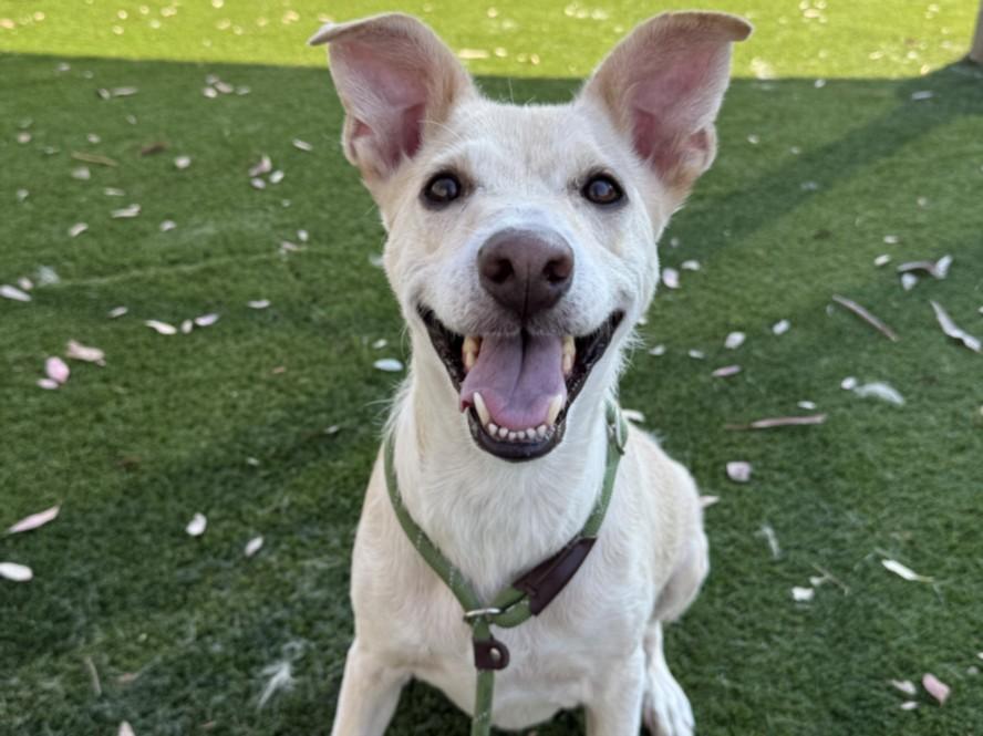 Enlarge ARI, a Adoptable mixed breed in Los Angeles, CA image 1/1