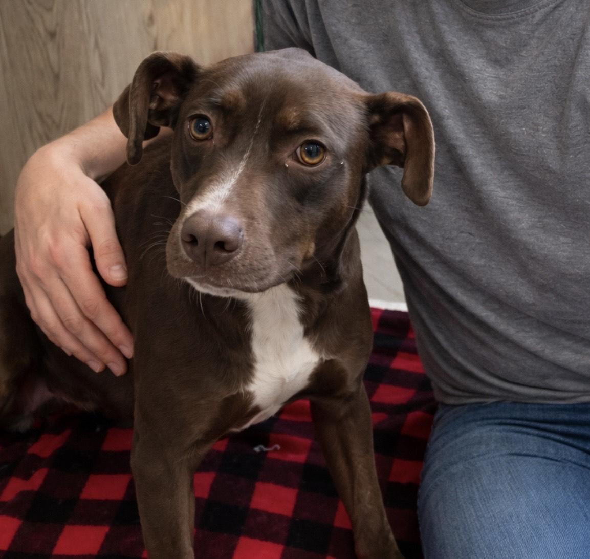 Enlarge Gwen, a ADOPTABLE mixed breed in Smithton, PA image 2/4