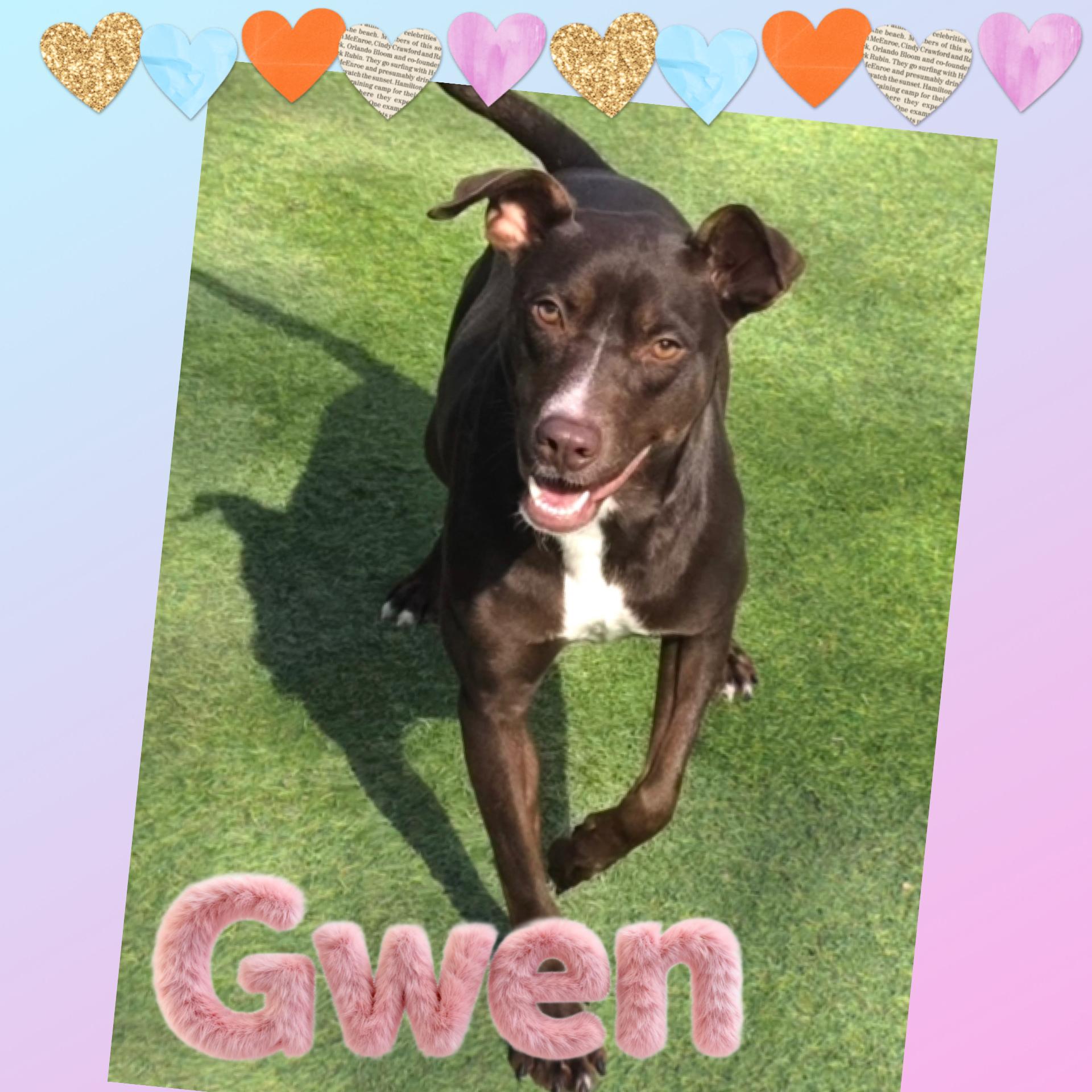 Gwen, ADOPTABLE, Puppy Female American Staffordshire Terrier & Labrador Retriever.