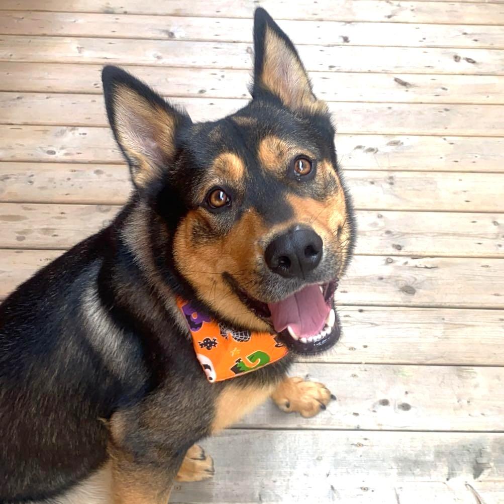 Enlarge Fendi (70 lbs), a ADOPTABLE mixed breed in Mississauga, ON image 1/6