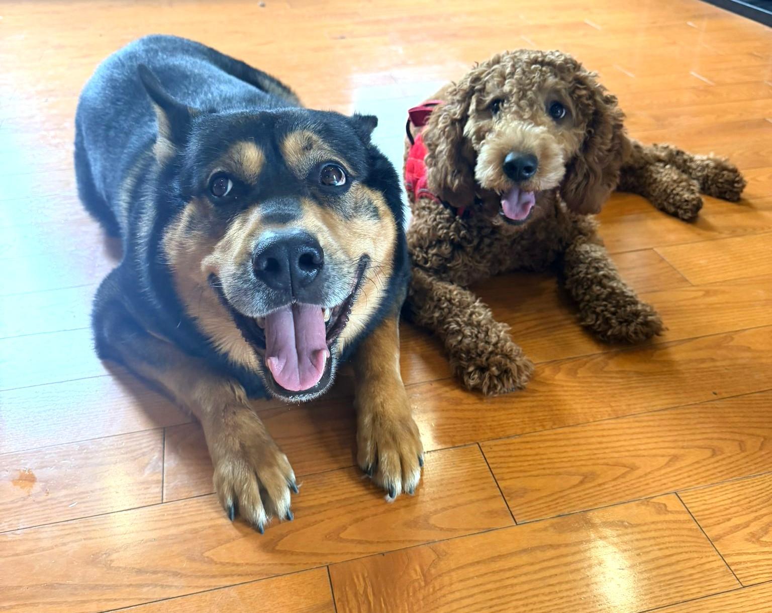 Enlarge Fendi (70 lbs), a ADOPTABLE mixed breed in Mississauga, ON image 5/6