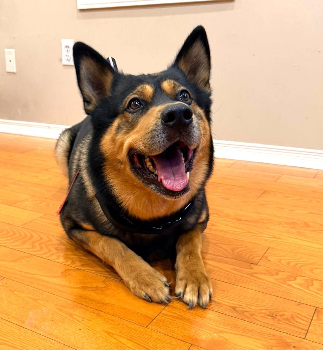 Enlarge Fendi (70 lbs), a ADOPTABLE mixed breed in Mississauga, ON image 6/6