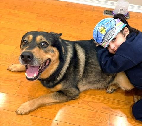 Enlarge Fendi (70 lbs), a ADOPTABLE mixed breed in Mississauga, ON image 2/6