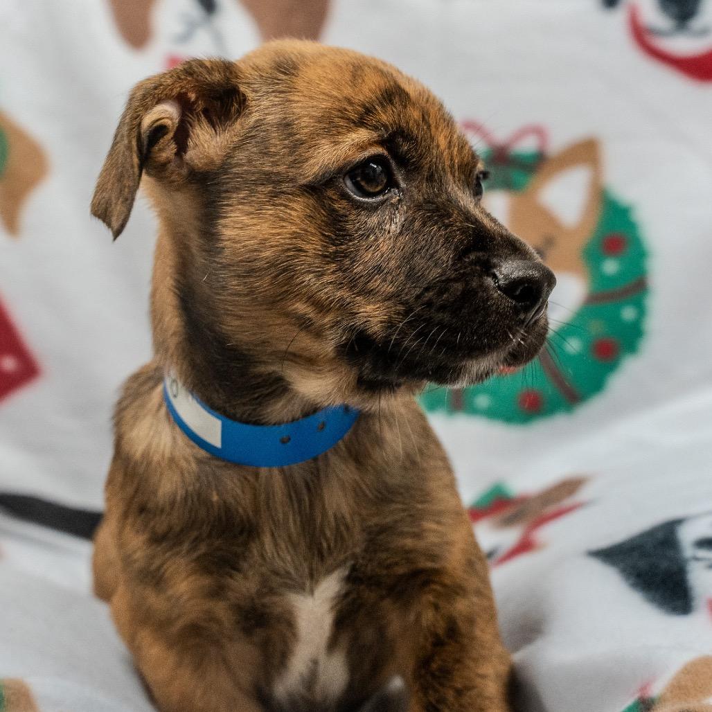JinHo, Adoptable, Puppy Male Terrier & Mixed Breed.