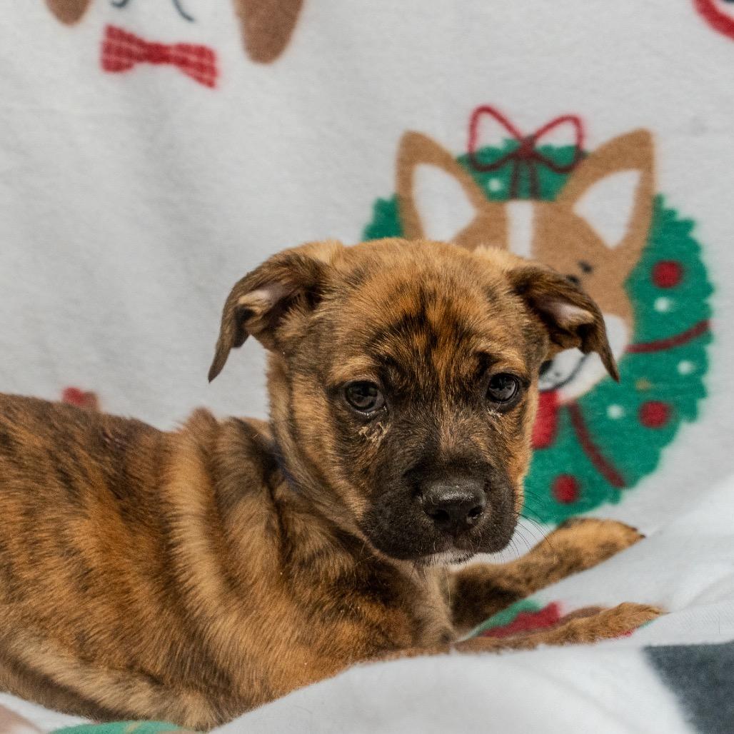 Enlarge JinHo, a Adoptable mixed breed in Pawling, NY image 2/6