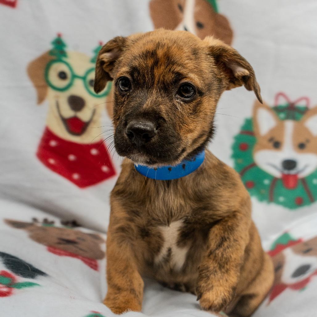 Enlarge JinHo, a Adoptable mixed breed in Pawling, NY image 3/6