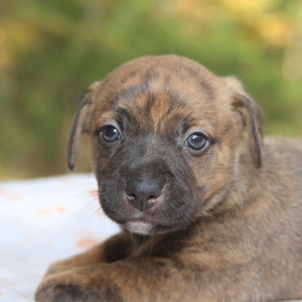 Enlarge JinHo, a Adoptable mixed breed in Pawling, NY image 4/6