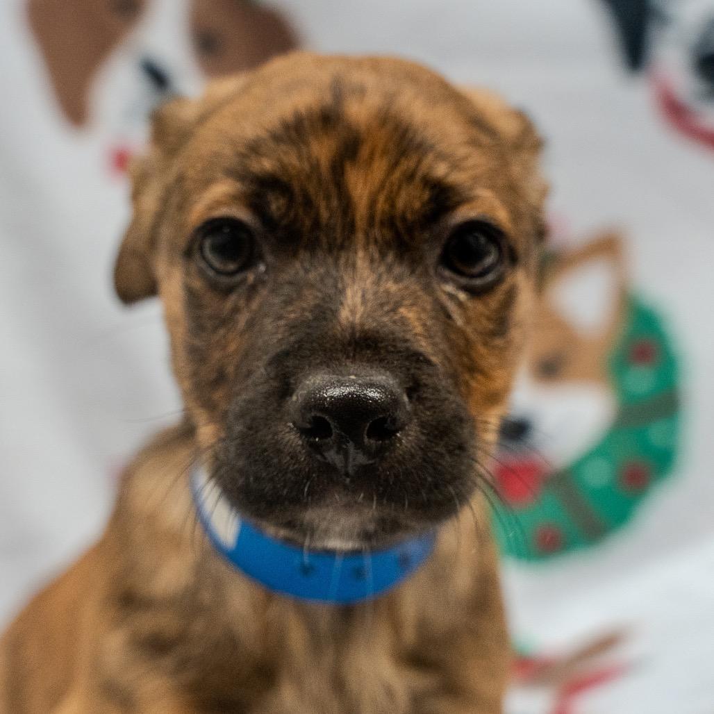 Enlarge JinHo, a Adoptable mixed breed in Pawling, NY image 5/6