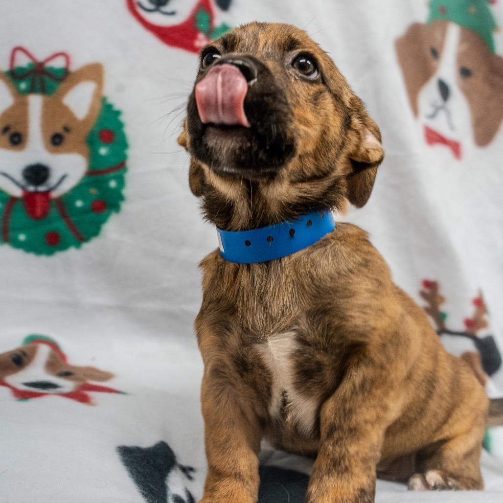 Enlarge JinHo, a Adoptable mixed breed in Pawling, NY image 6/6