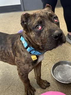 Enlarge Cabo, an adopted mixed breed in Cleveland, OH image 2/2