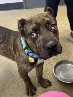 Enlarge Cabo, an adopted mixed breed in Cleveland, OH image 1/2