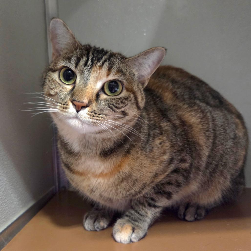 Enlarge Mochi, a Adoptable Domestic Short Hair in Chattanooga, TN image 1/5