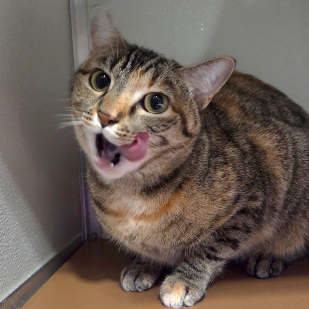 Enlarge Mochi, a Adoptable Domestic Short Hair in Chattanooga, TN image 2/5