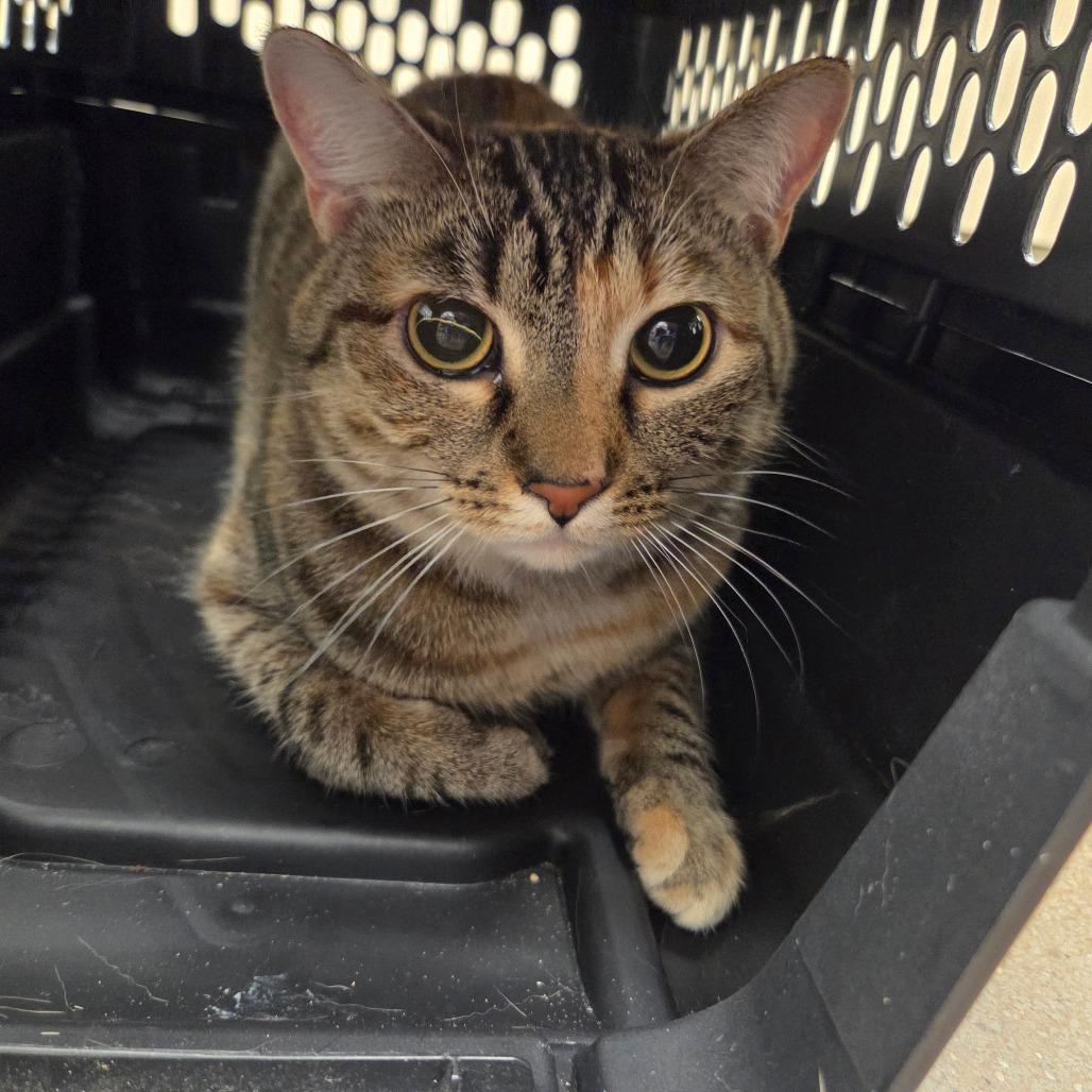 Enlarge Mochi, a Adoptable Domestic Short Hair in Chattanooga, TN image 3/5