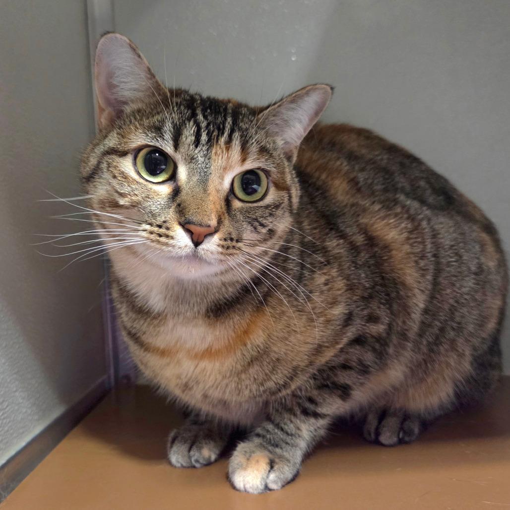 Enlarge Mochi, a Adoptable Domestic Short Hair in Chattanooga, TN image 4/5