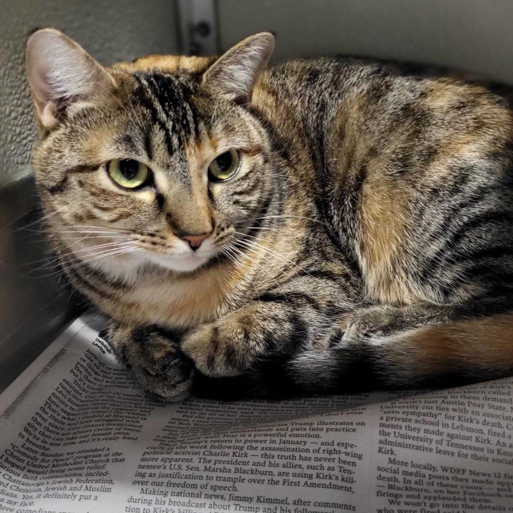 Enlarge Mochi, a Adoptable Domestic Short Hair in Chattanooga, TN image 5/5