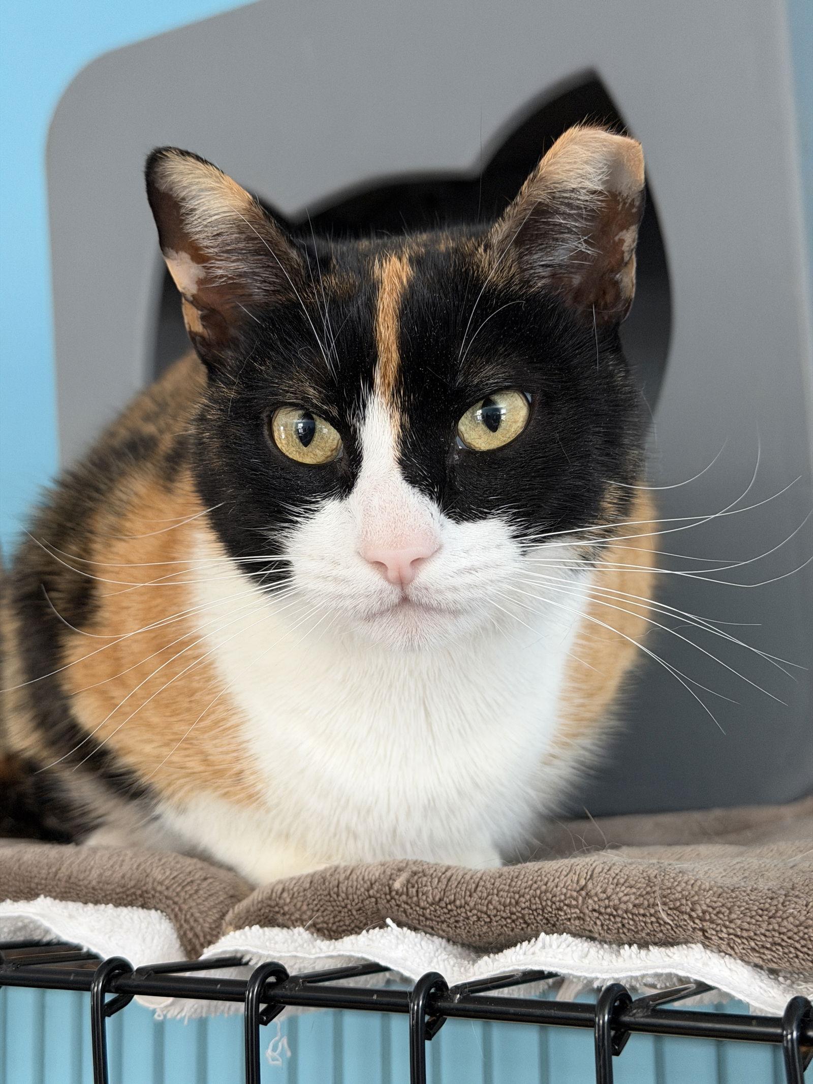 Clover, Adopted, Adult Female Domestic Short Hair.