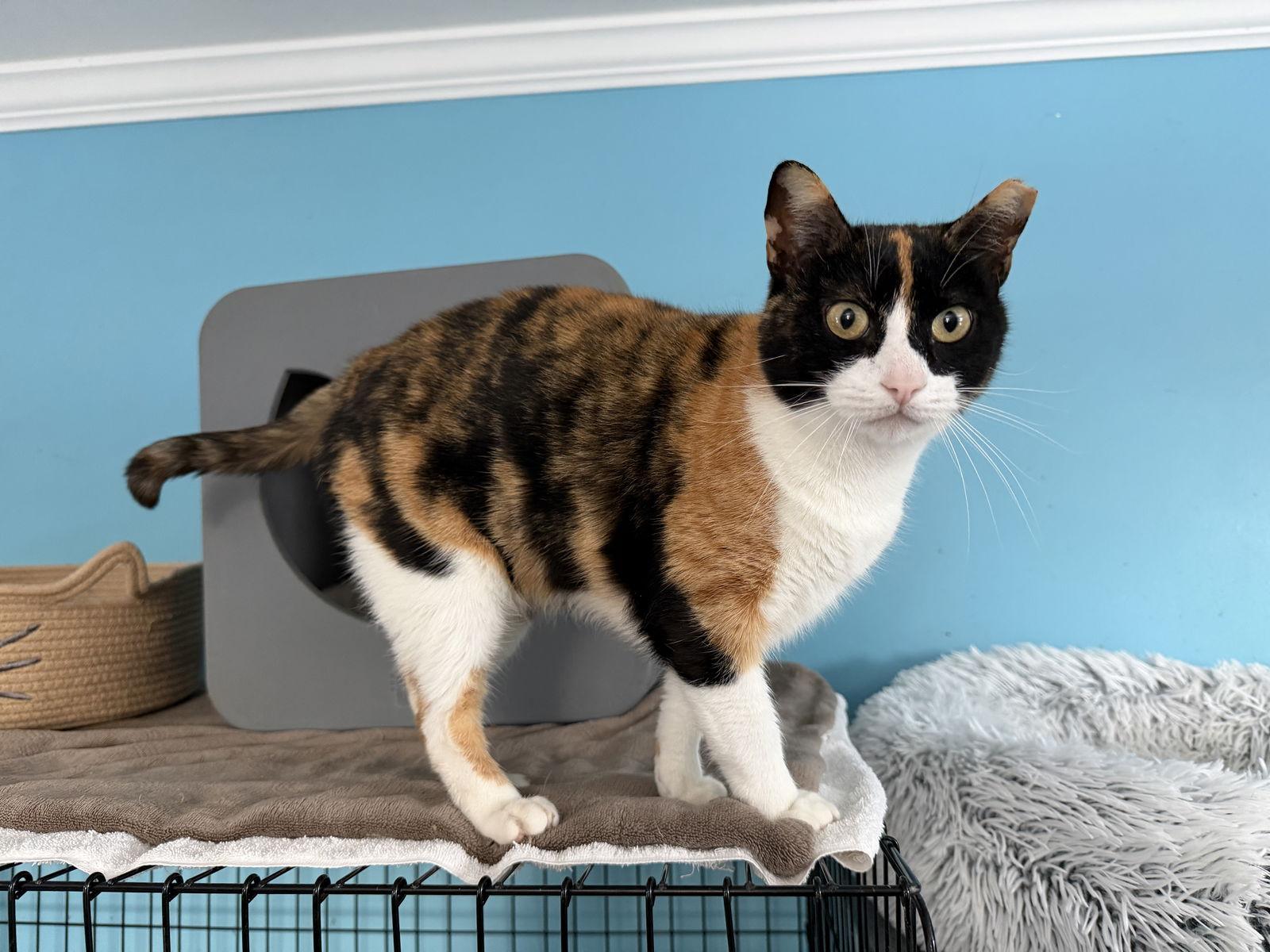 Clover, a Adopted Domestic Short Hair in Broomall, PA image 2/3