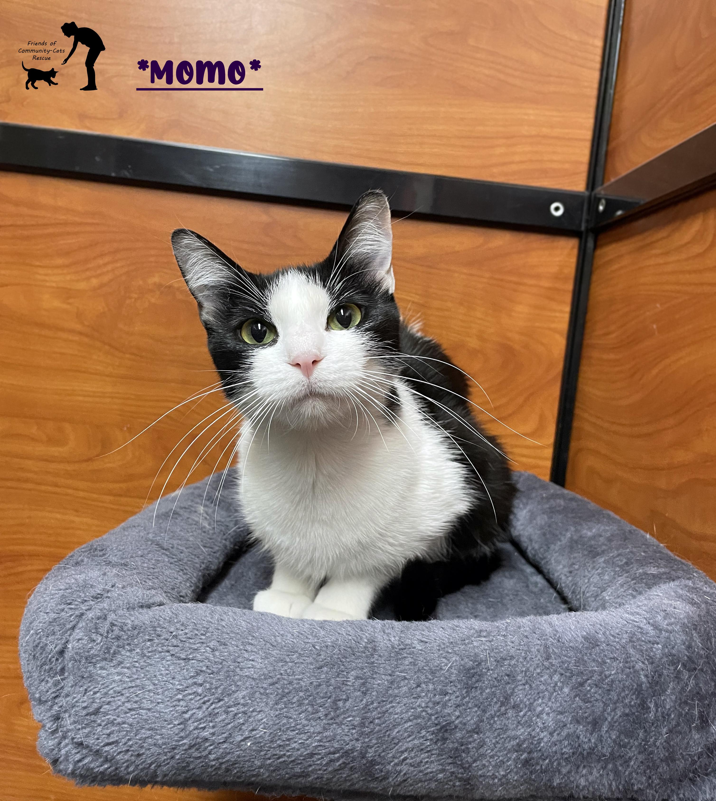 Momo, ADOPTABLE, Adult Female Domestic Short Hair.