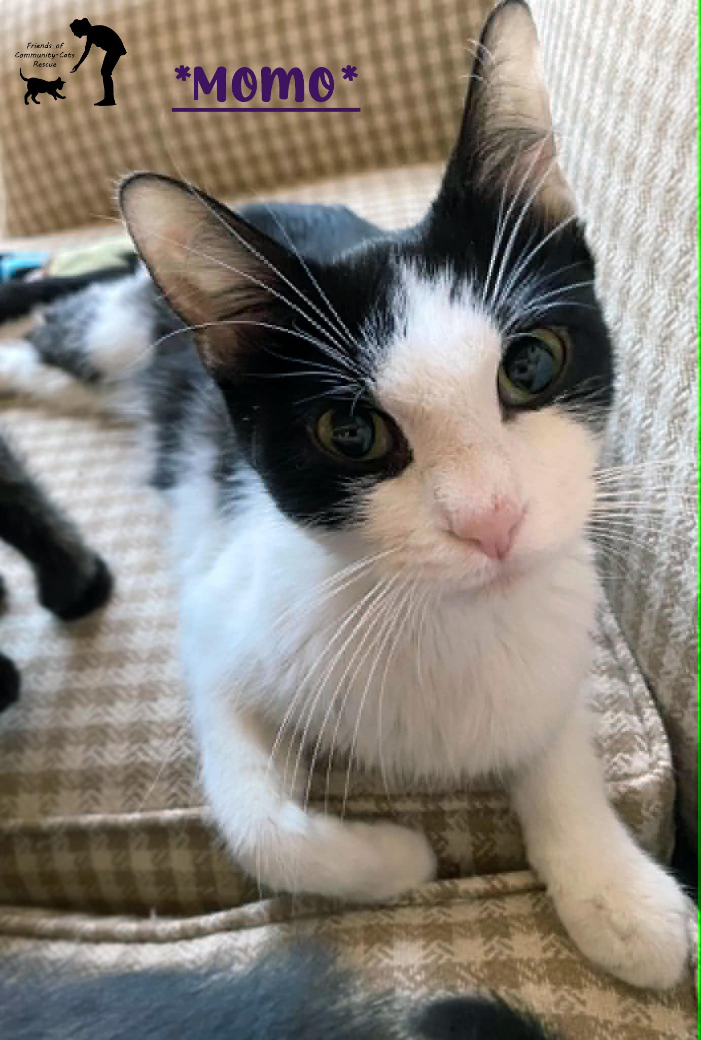 Momo, ADOPTABLE, Adult Female Domestic Short Hair.