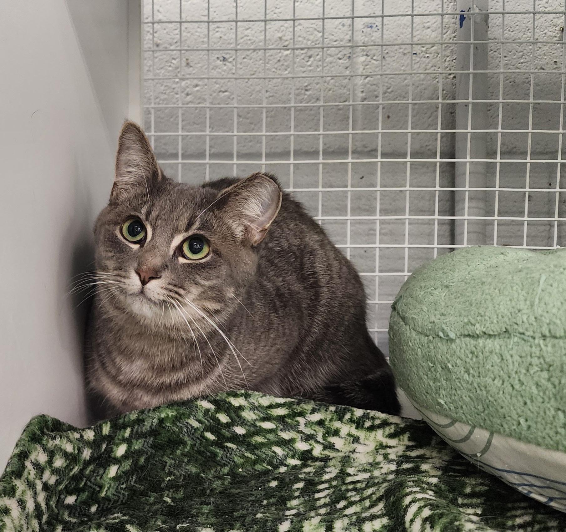 Enlarge Bean, an adopted American Shorthair in Springdale, AR image 1/2