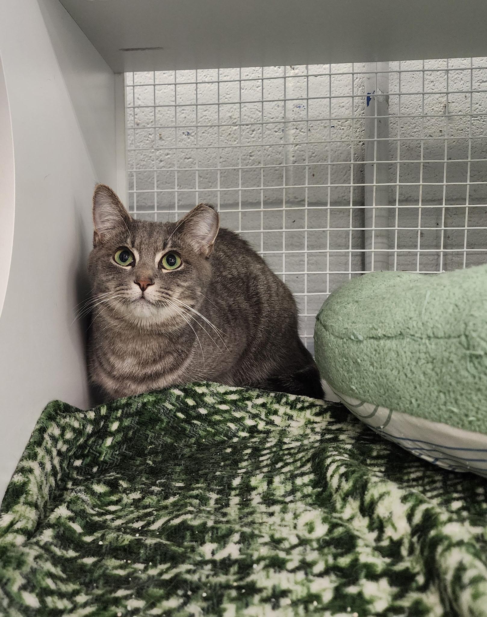 Bean, an adopted American Shorthair in Springdale, AR image 2/2