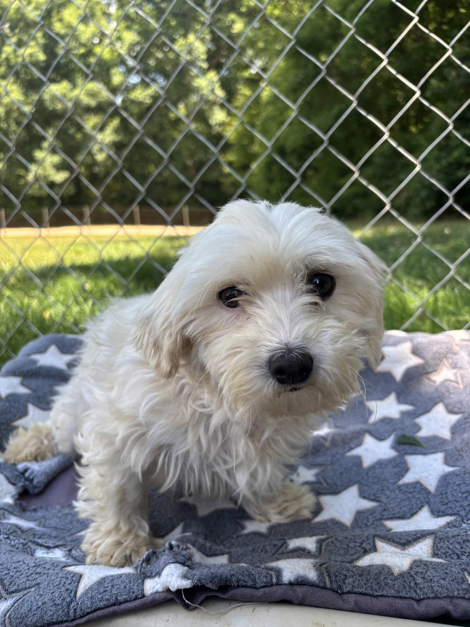 Dani Mar 26, Adoptable, Adult Female Maltese & Poodle.