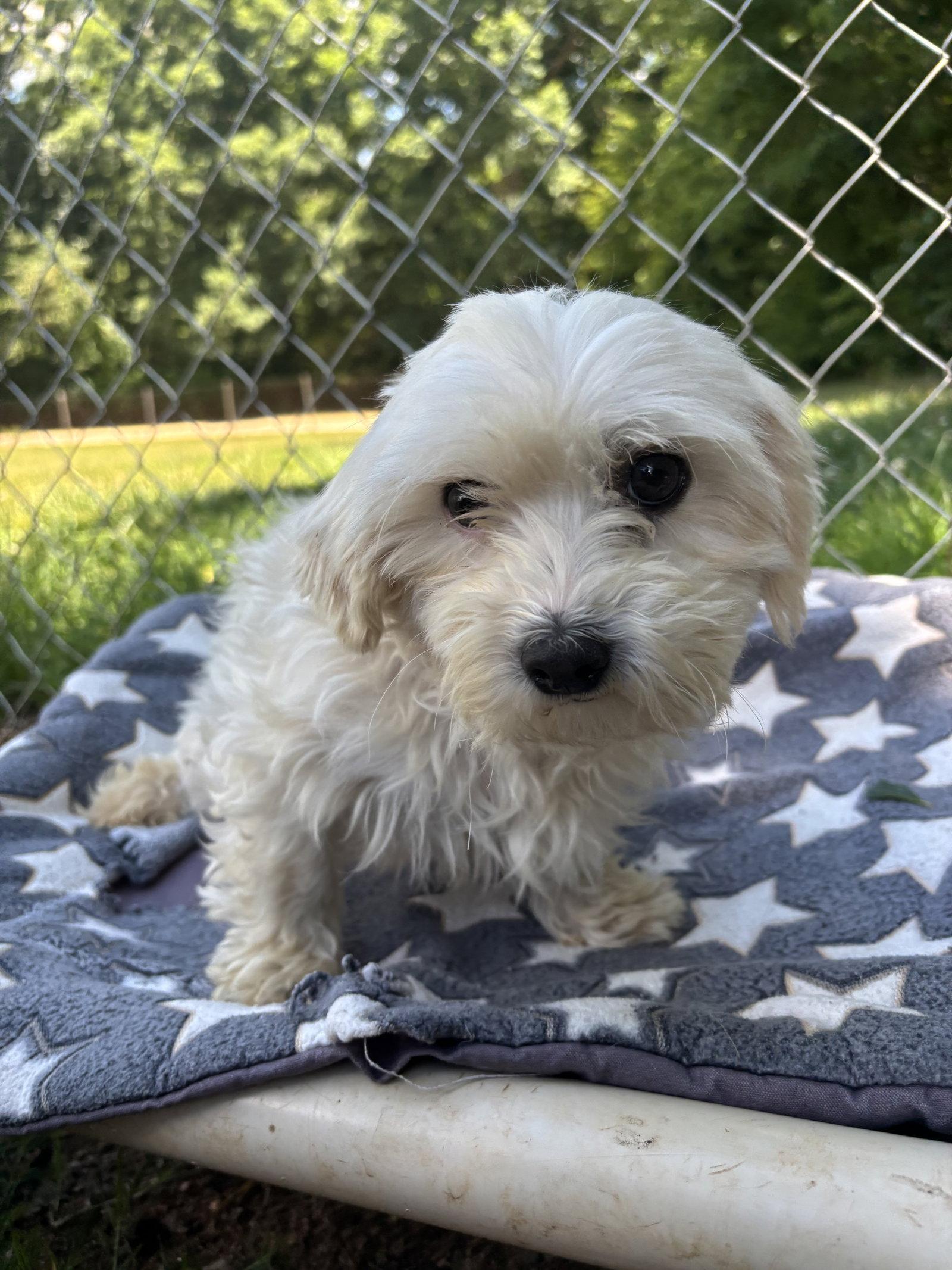 Enlarge Dani Mar 26, a Adoptable mixed breed in Pacolet, SC image 2/3
