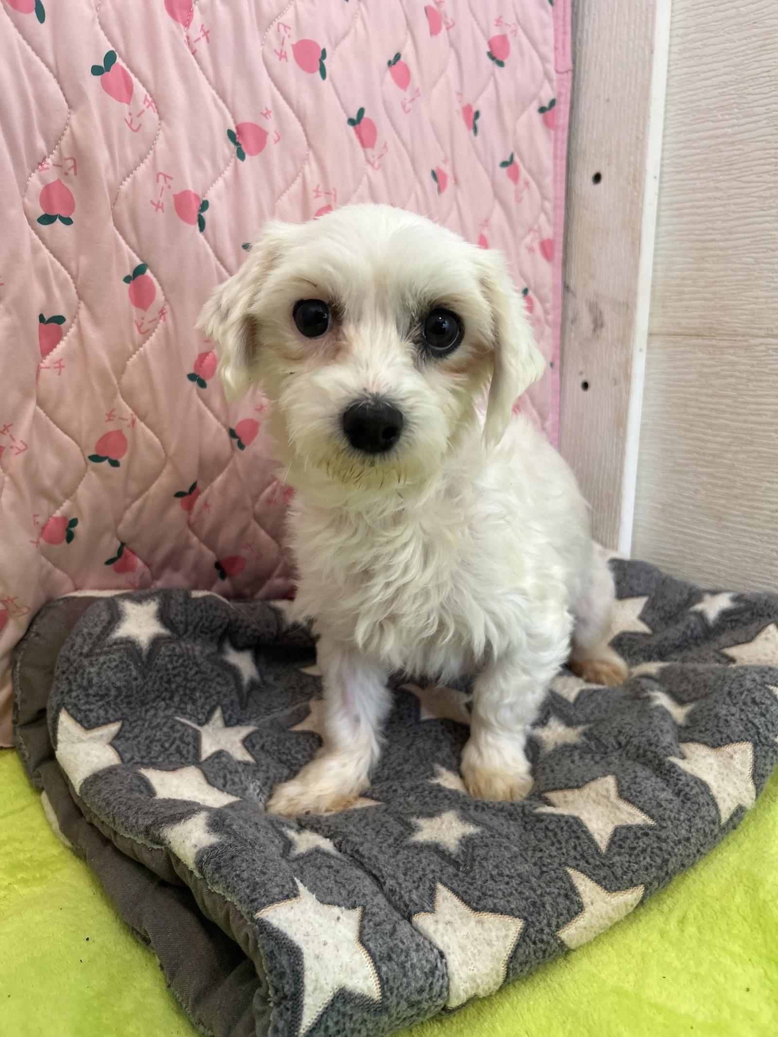 Enlarge Dani Mar 26, a Adoptable mixed breed in Pacolet, SC image 3/3