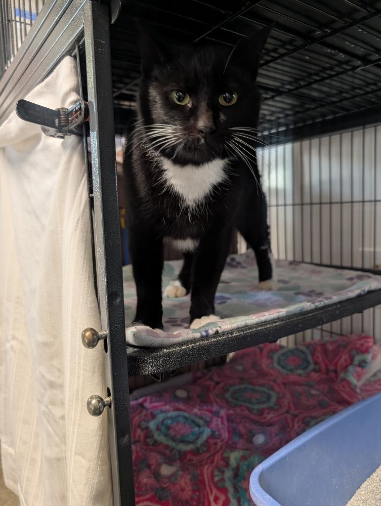 Jackie, Adoptable, Adult Female Domestic Short Hair.