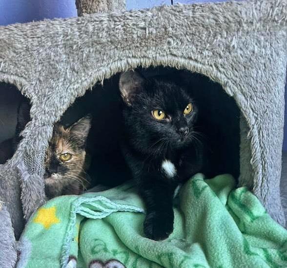 Buddy & Noodles, Adoptable, Young Male Domestic Short Hair.