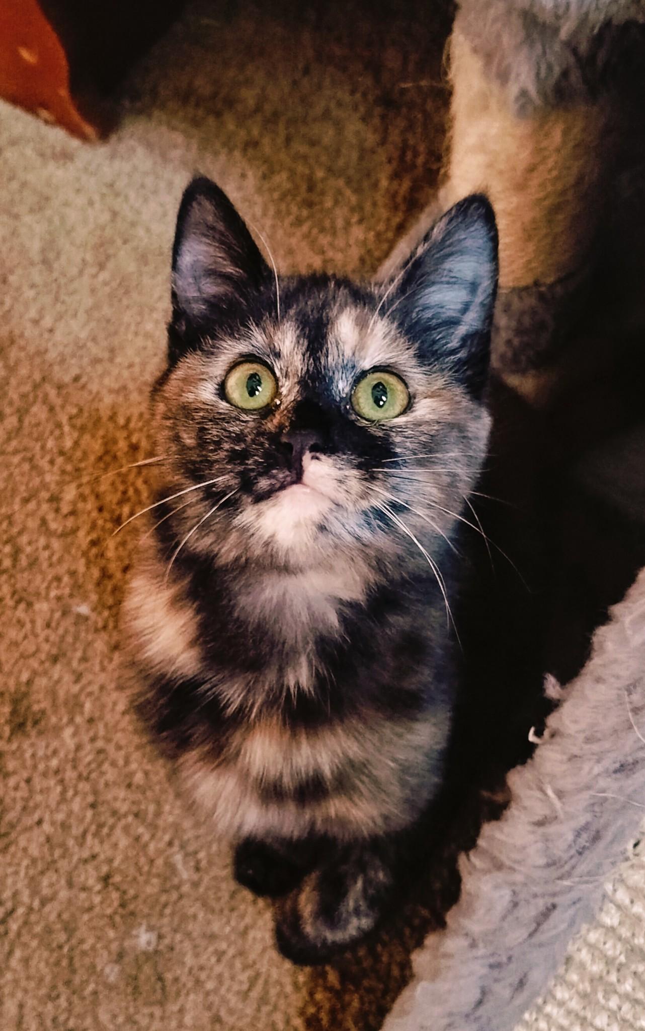 Buddy & Noodles, Adoptable, Kitten Male Domestic Short Hair.