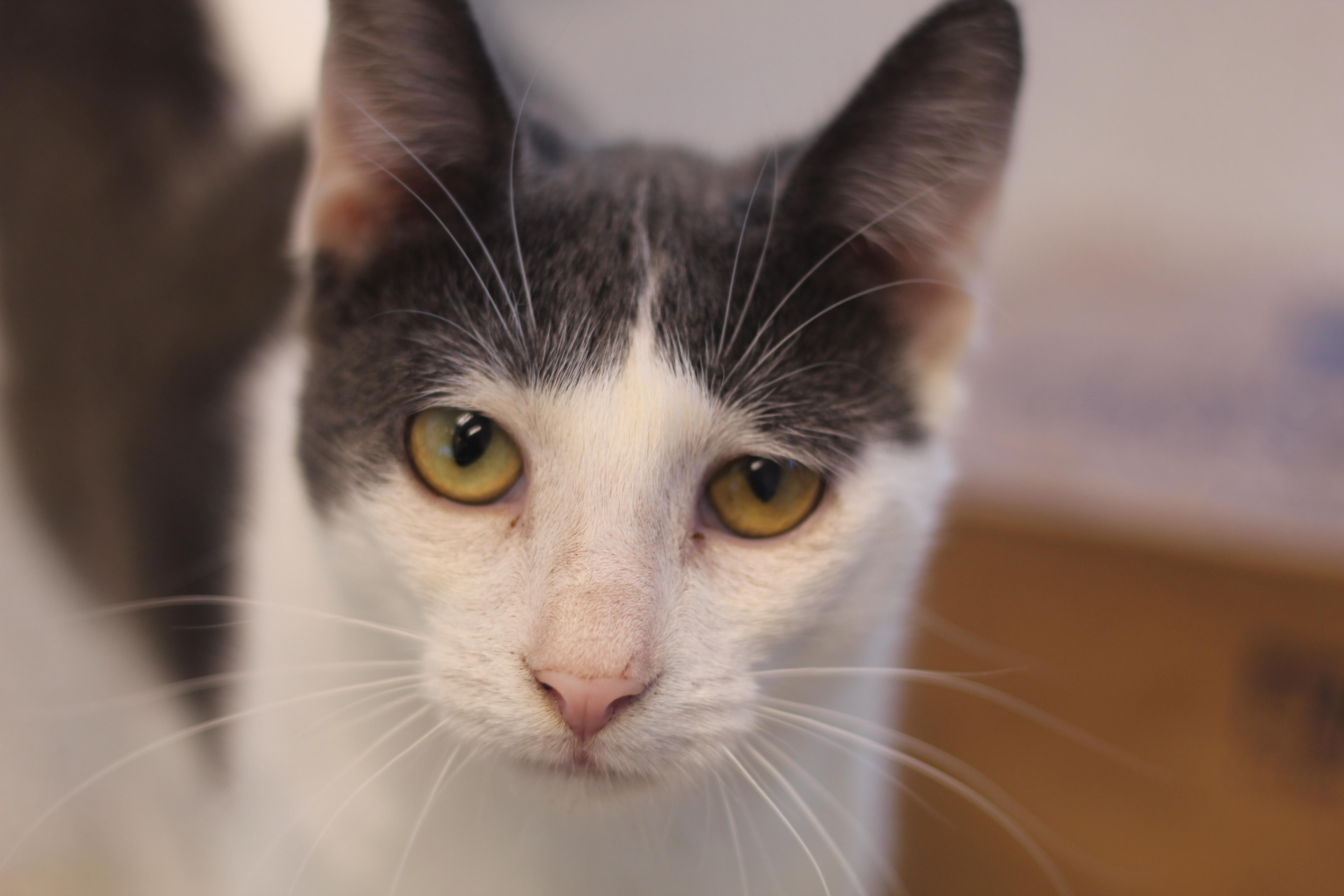 Enlarge Silt, a Adoptable Domestic Short Hair in Cooperstown, NY image 1/3