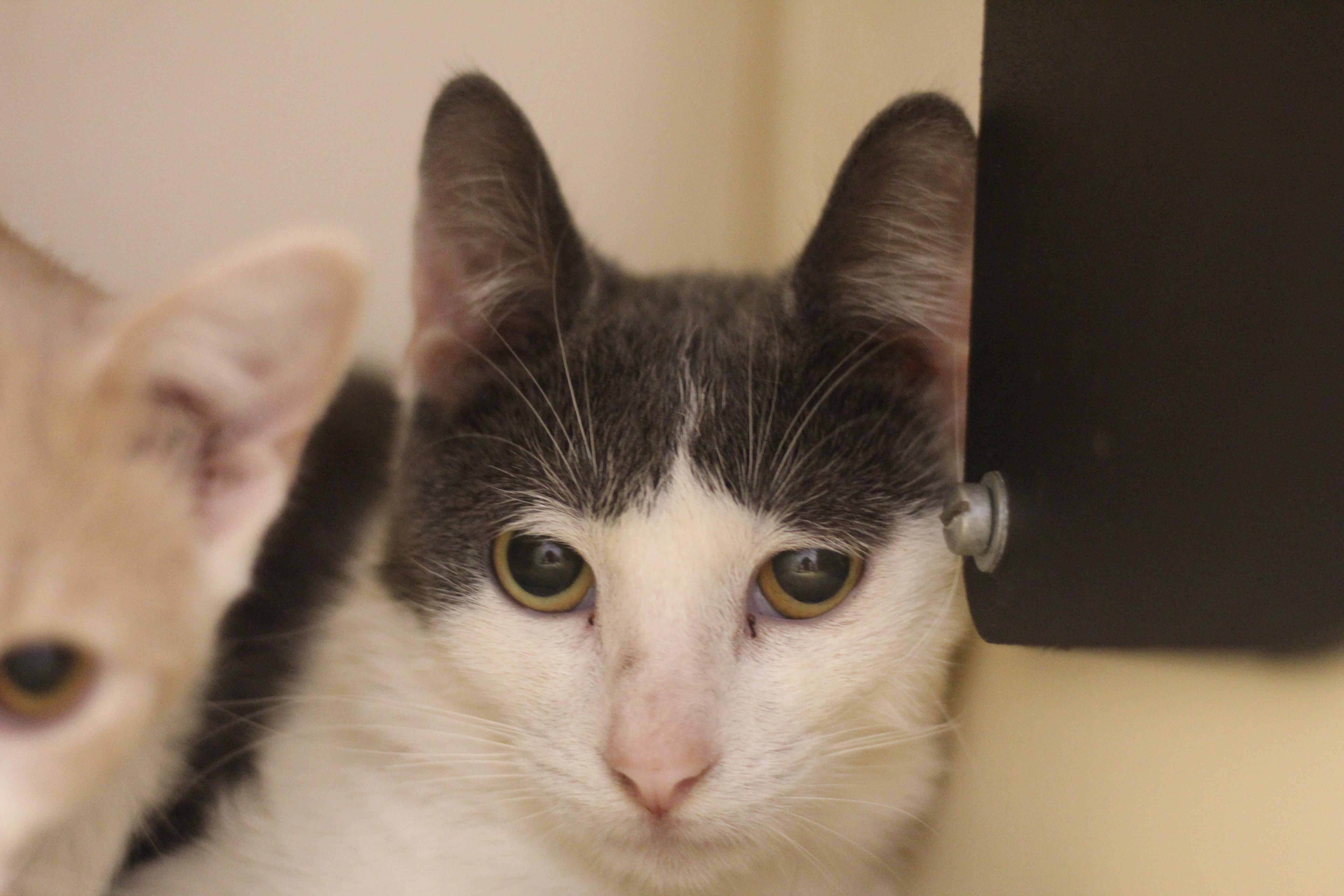 Enlarge Silt, a Adoptable Domestic Short Hair in Cooperstown, NY image 3/3