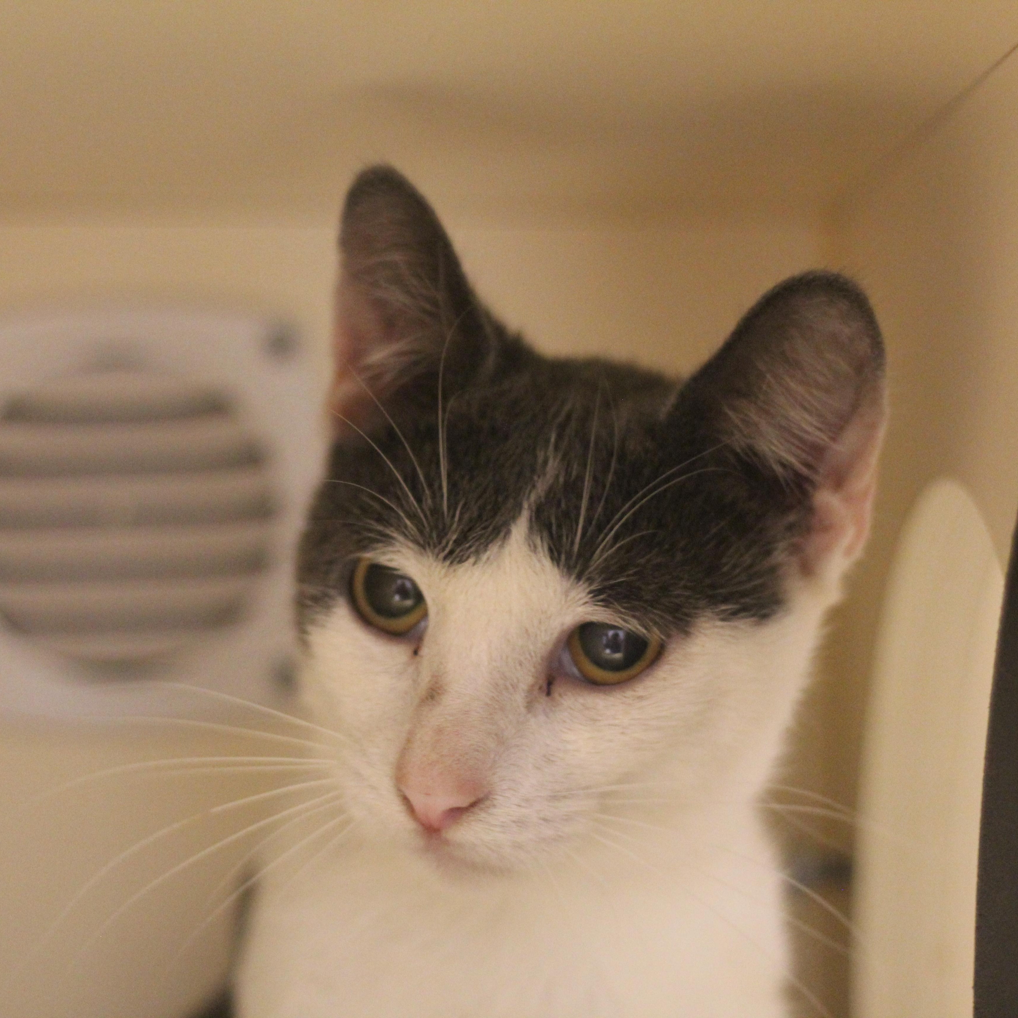 Silt, Adoptable, Young Male Domestic Short Hair.