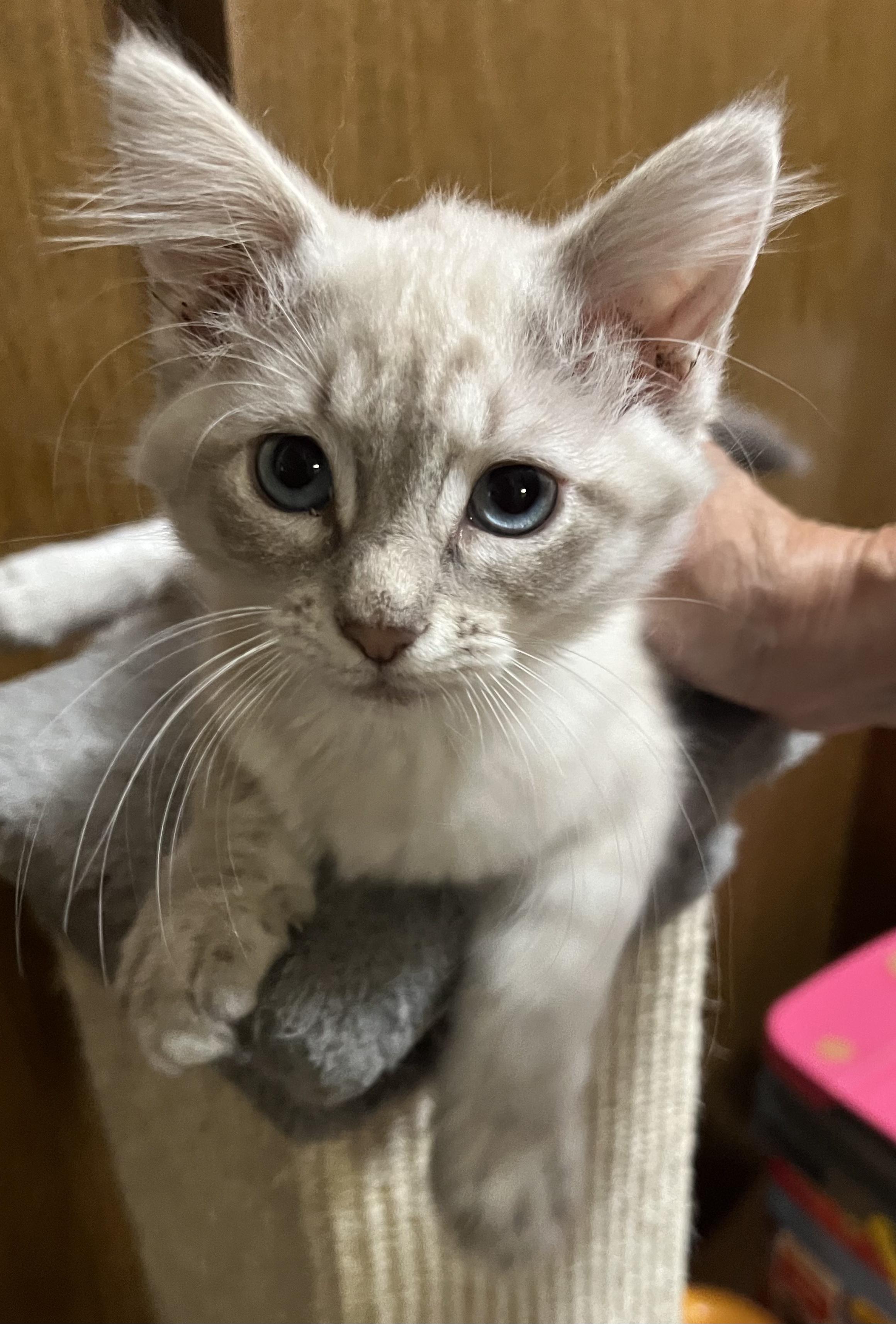 Marshmallow-Portofino PetSmart