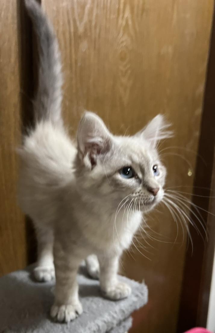 Marshmallow-Portofino PetSmart