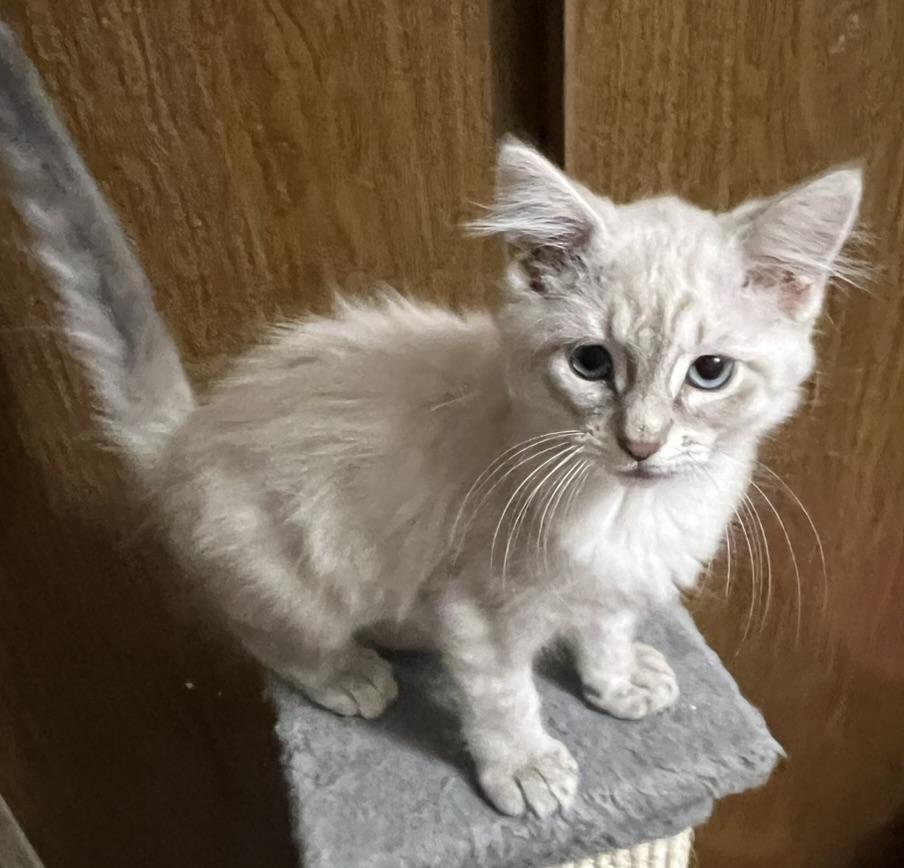 Marshmallow-Portofino PetSmart