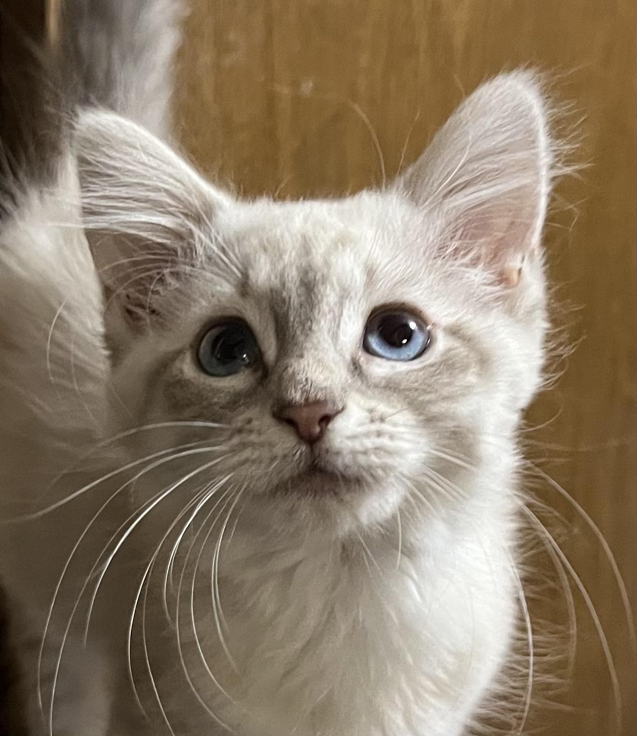 Marshmallow-Portofino PetSmart