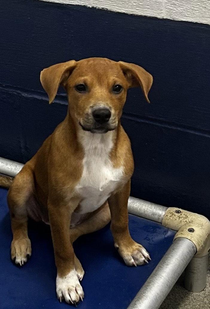 Tilly - 12 Weeks, Adoptable, Young Female Terrier.