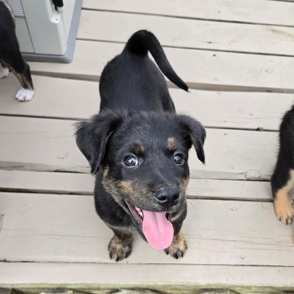 Enlarge Ana- Overwatch Support Squad, an adopted mixed breed in Kentwood, MI image 6/6