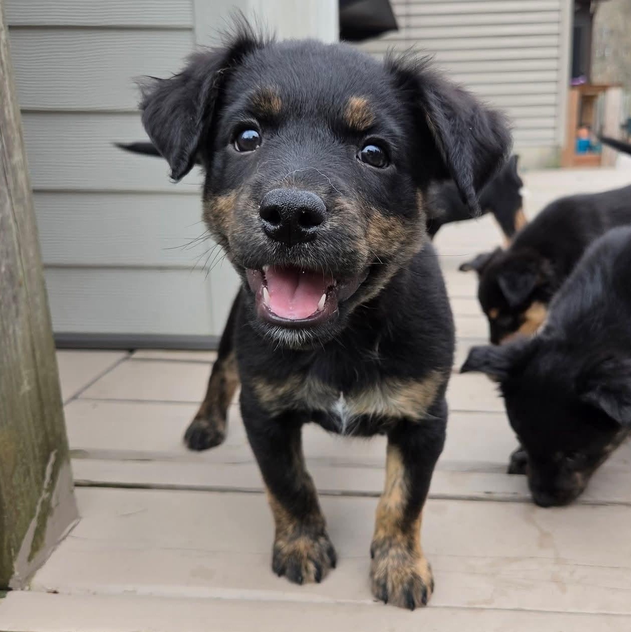 Enlarge Ana- Overwatch Support Squad, an adopted mixed breed in Kentwood, MI image 1/6