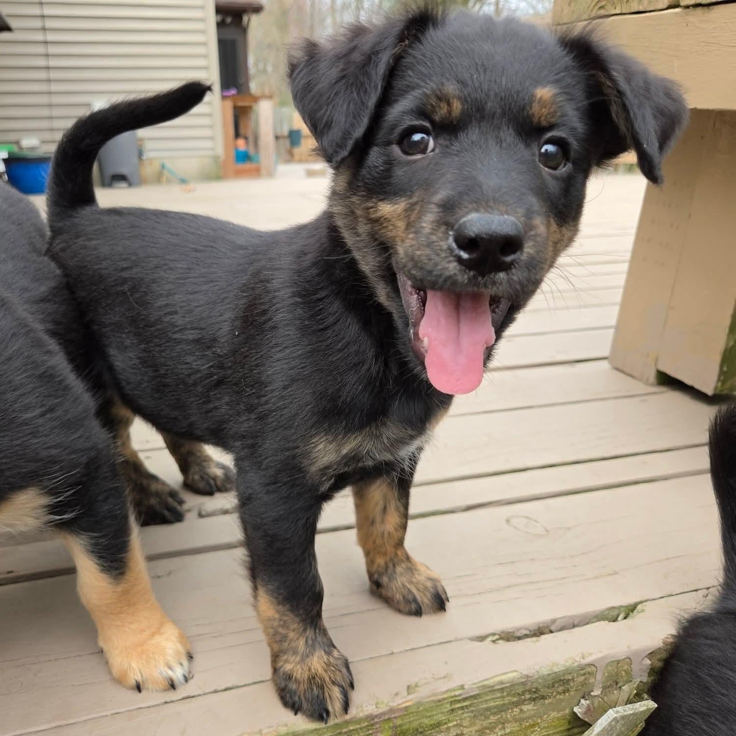 Enlarge Ana- Overwatch Support Squad, an adopted mixed breed in Kentwood, MI image 3/6