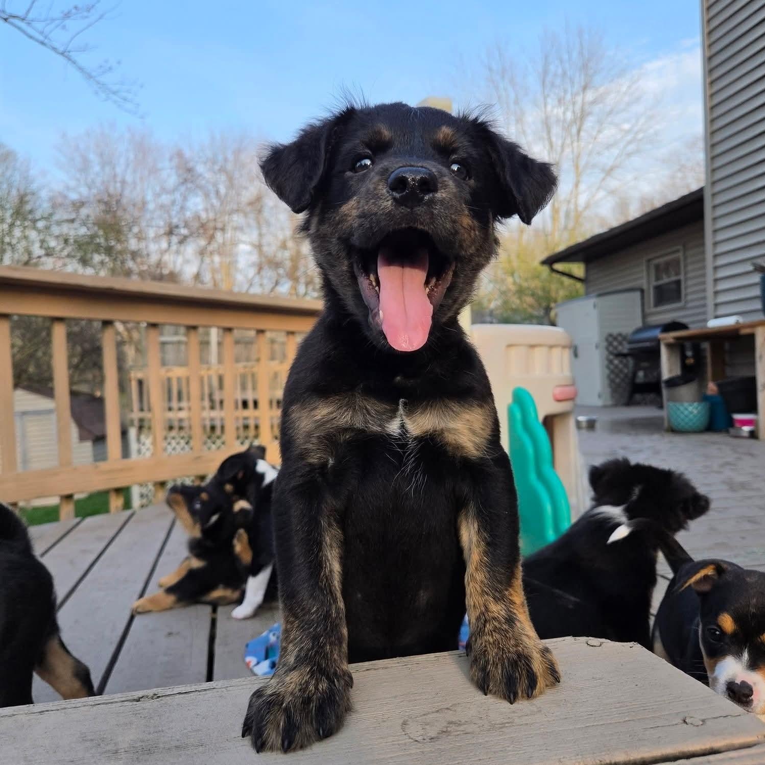 Enlarge Ana- Overwatch Support Squad, an adopted mixed breed in Kentwood, MI image 2/6