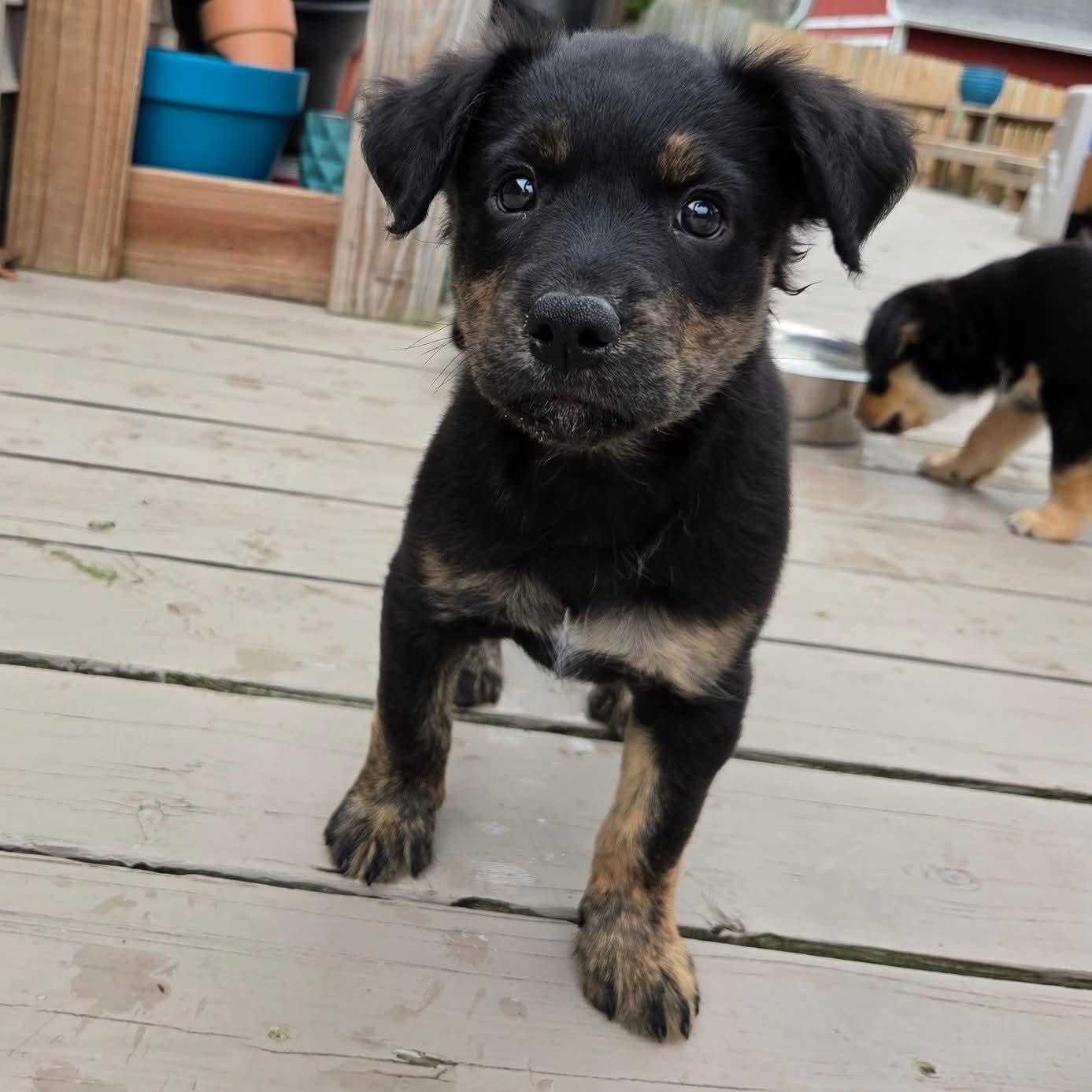 Enlarge Ana- Overwatch Support Squad, an adopted mixed breed in Kentwood, MI image 4/6