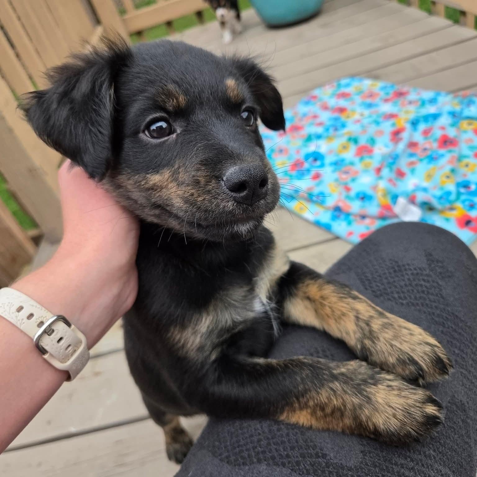 Enlarge Ana- Overwatch Support Squad, an adopted mixed breed in Kentwood, MI image 5/6