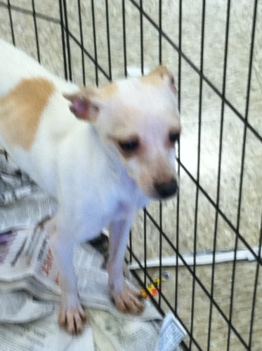 Toby photo 1