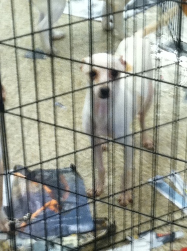 Toby, a Adoptable mixed breed in Fresno, CA image 2/4