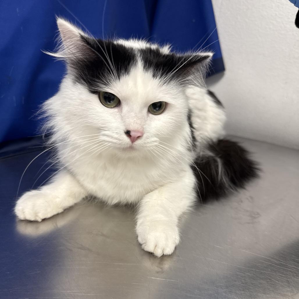 Dora Winifred (D.W.), a Adoptable Domestic Medium Hair in Henderson, NV image 1/2