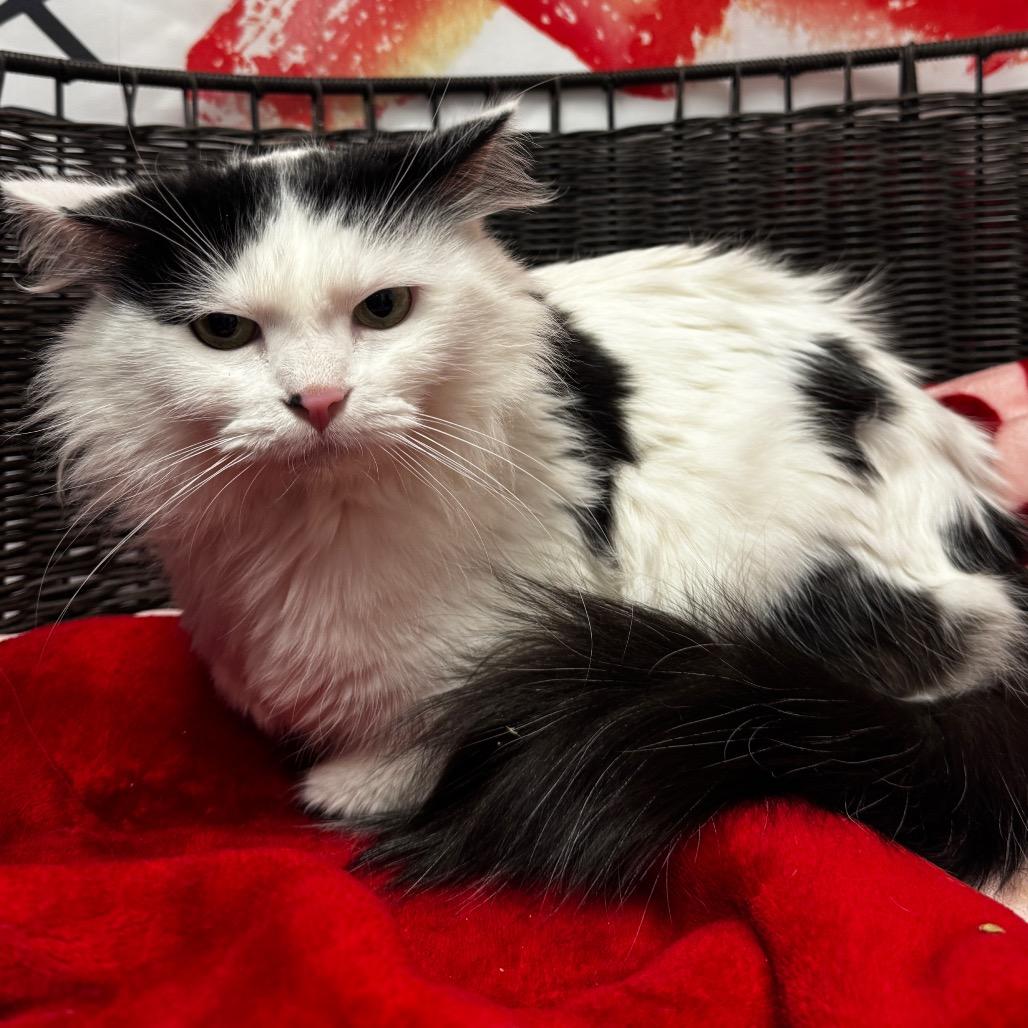 Dora Winifred (D.W.), a Adoptable Domestic Medium Hair in Henderson, NV image 2/2